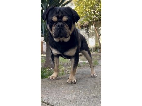 İzmirde başka bu renkte pug yok