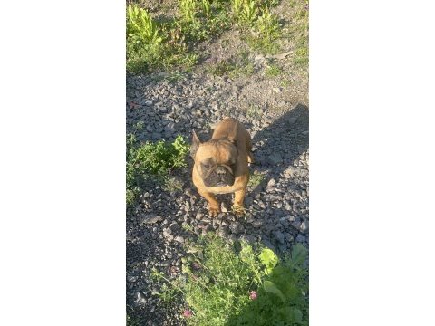 Fransız bulldog dişi
