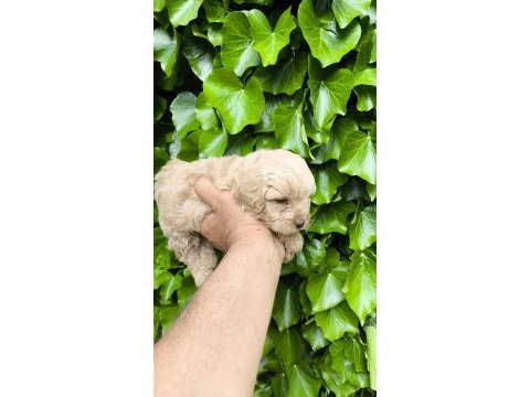 Maltipoo cinsi yavrular