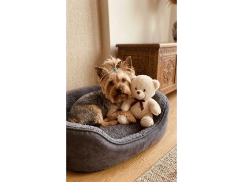 10 aylık erkek küçük boy büyümeyen köpeğimiz