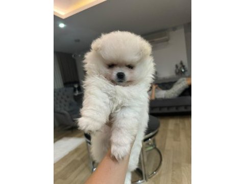 2,5 aylık dişi yavru pomeranian