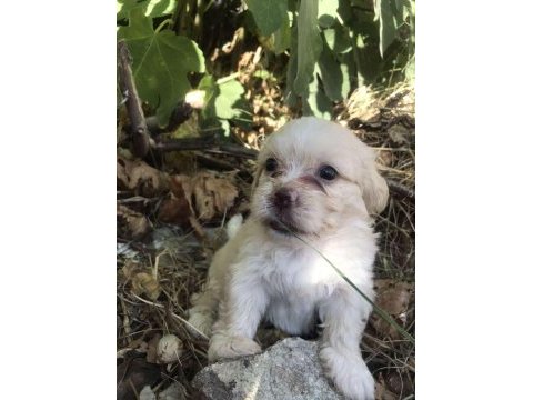 Terrier maltese- albino rus finosu melezleri