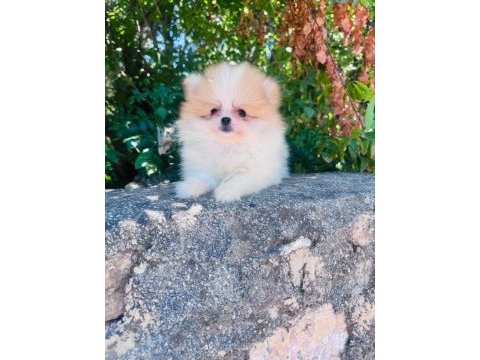 Dünyalar tatlısı üretici garantili pomeranian yavrular