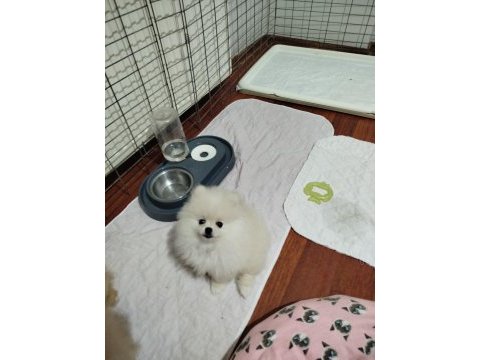 Orijinal pomeranian boo yavruları