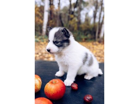Anne altından yeni sütten kesilmiş safkan huskyler