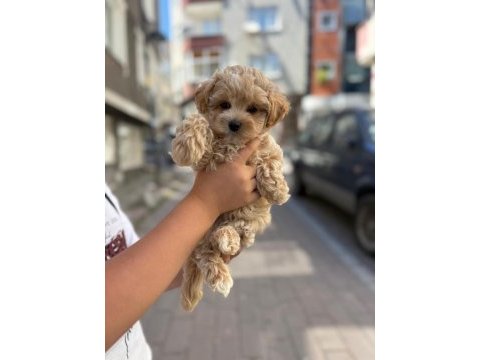 Sağlık ve ırk garantili kore maltipoo