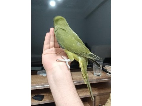Nadir mutasyon haki renk bebek pakistan papağanı