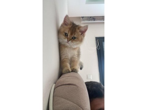 British shorthair dişi yavrumuz