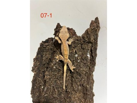 Yavru crested gecko