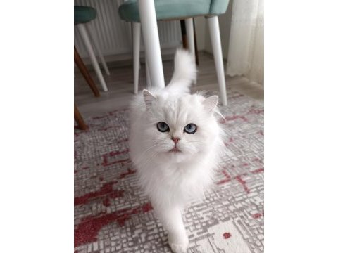 British longhair kedim yeni yuvasını arıyor