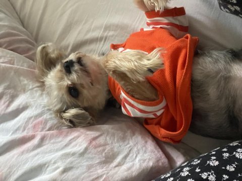 Ücretsiz sahiplendiriyorum yorkshire köpeğimi