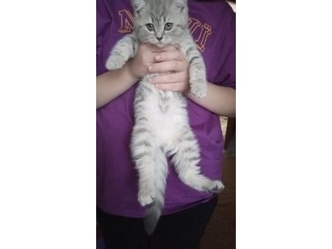 2 tane british shorthair