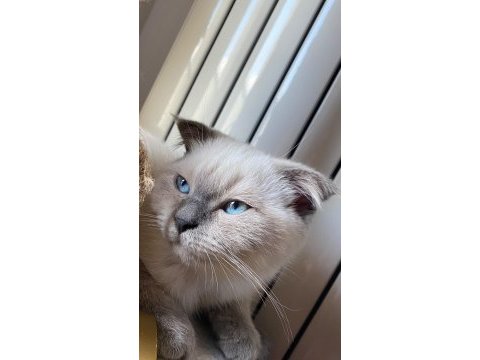 Scottish fold kızımıza acil yuva arayışındayız