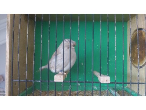 Erkek vasıflı gloster kanarya