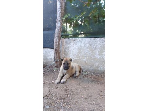 Kangal yavruları