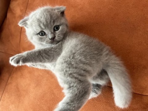 2 aylık scottish fold bebekler