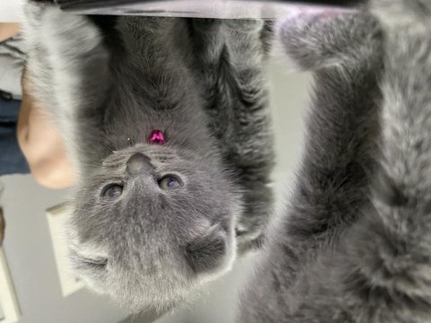2 buçuk aylık yavru scottish fold bebek