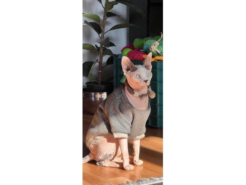 Ücretsiz erkek sphynx kedisi