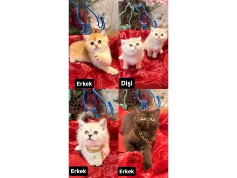 Top kafa scottish fold ve british shorthair yavrular