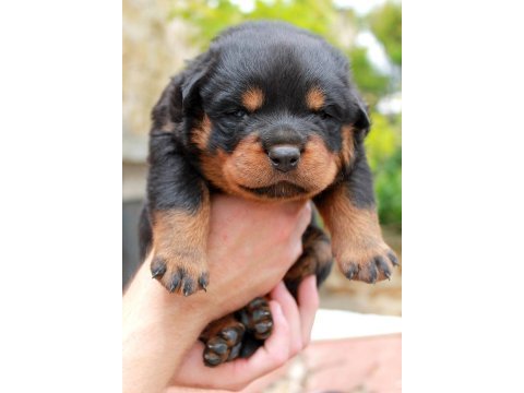 2 aylık rottweiler yavrularım