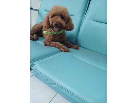Sevimli son yavru poodle