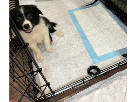 2 aylık safkan border collie yavrularım