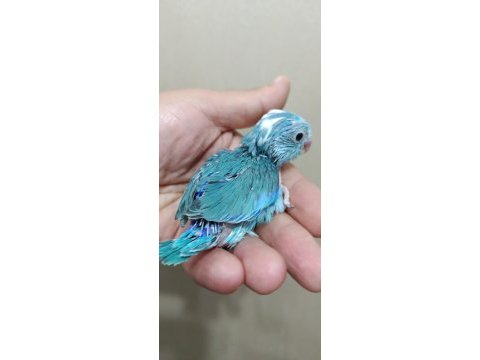 Pied erkek forpus cep papağanı