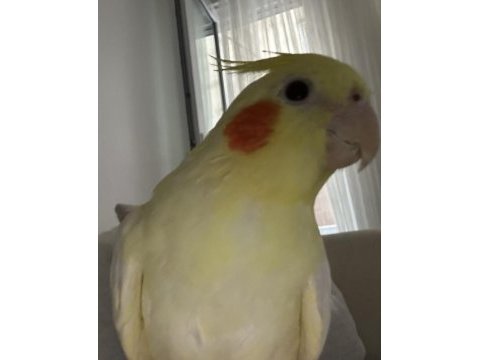 Sultan papağanı evcil 12 aylık