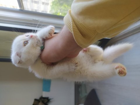 Scottish fold erkek