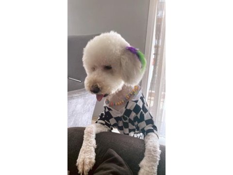 15 kg erkek kısır poodle büyük ork