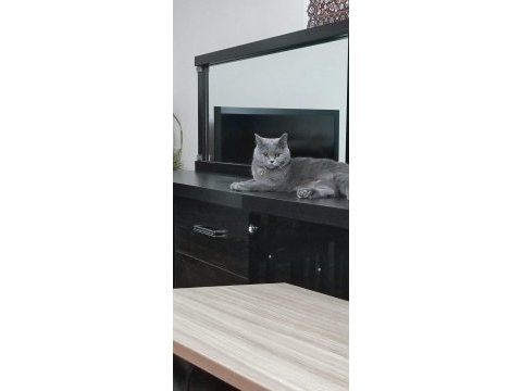 Scottish fold