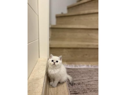 Brıtısh shorthair sılver point yavrularım 