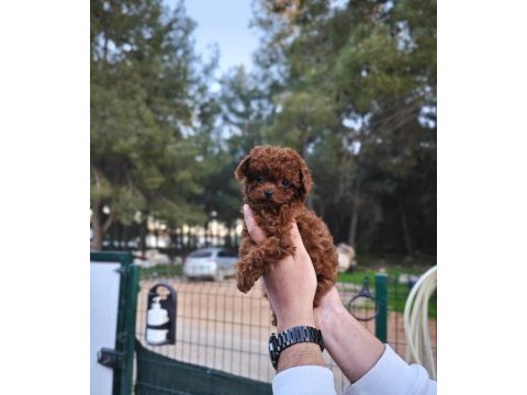 Toy poodle çiftliğimize sizleri bekliyoruz