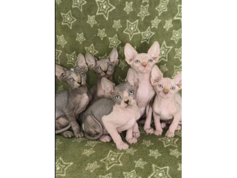 İki aylık naked beauty sphynx cattery