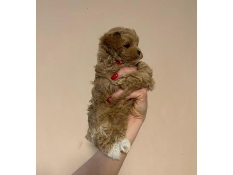 Irk garantili maltipoo yavruları