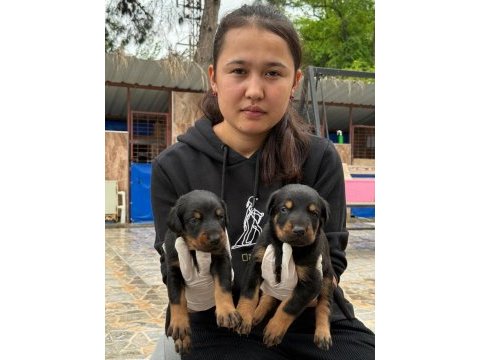 Doberman yavru köpekler