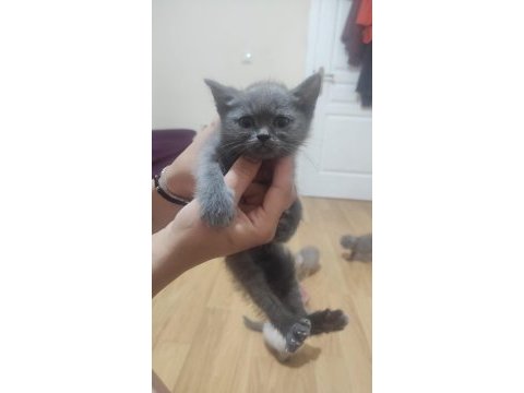 Sahibinden 3 aylık yavru scottish fold