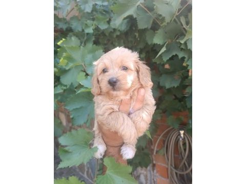 Maltipoo kalite yavrular ırk sağlık garantili