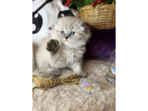 Safkan scottish fold