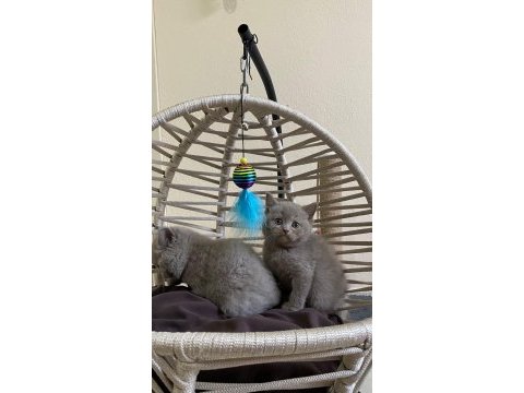 Irk garantili british shorthair bebeklerimiz