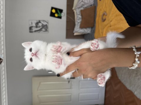 British shorthair
