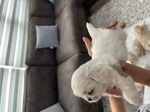 Minik pamuk pekinezler