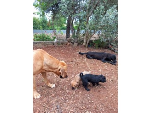 Labrador yavruları 1 aylık