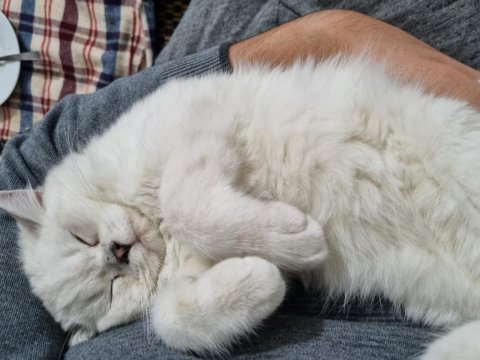 British shorthair silver point