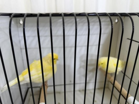 Erkek 26 lı dişi 24 li kanarya