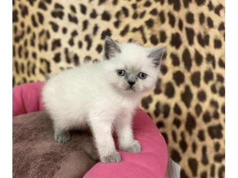 British shorthair blue point yavrularım 