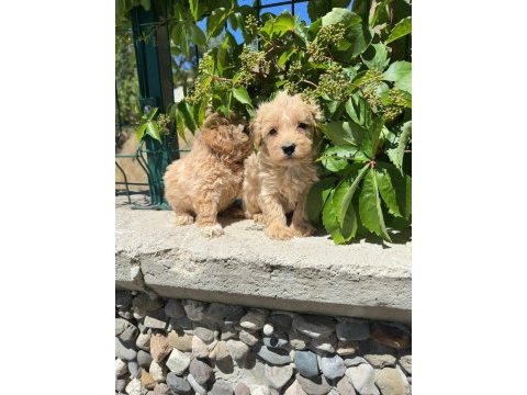 Maltipoo yavrum 55 günlük
