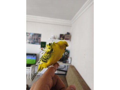 Konuşan muhabbet kuşu gold teksas japones