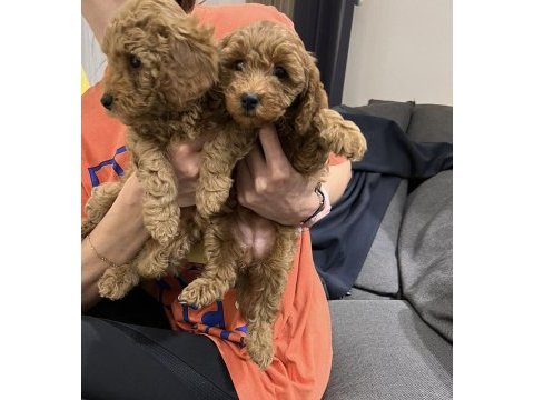Toy poodle yavrularımız