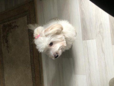 Mecburiyetten acil sahiplendirilecek köpeğimiz